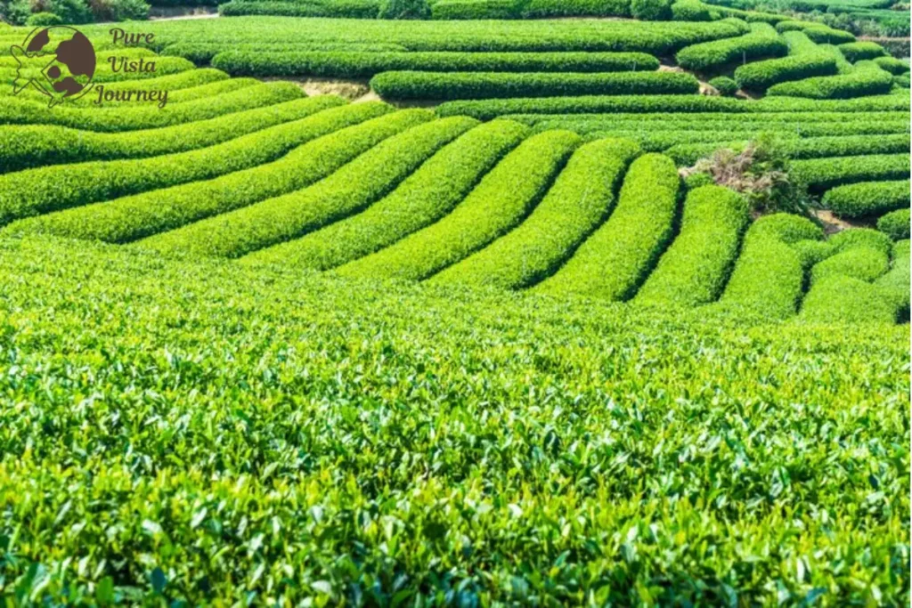 Darjeeling Queen of the Hills
